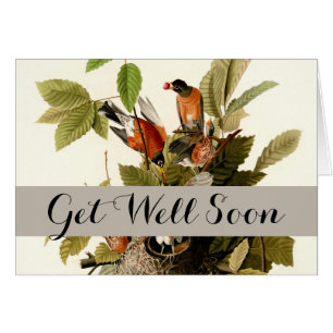 Illustration Audubon American Robin Wildlife Bird