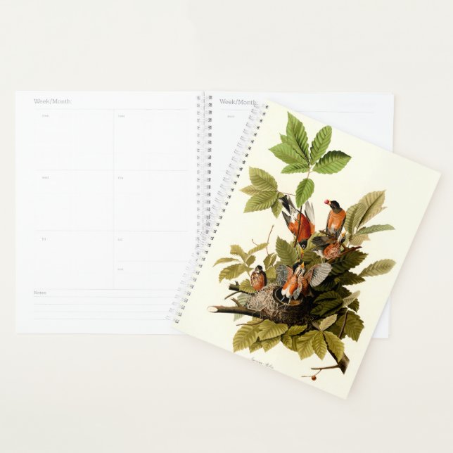 Illustration Audubon American Robin Wildlife Bird (Devant avec enveloppe)