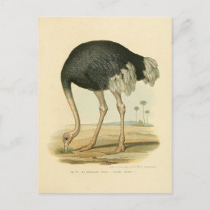 Illustration autruche postkarte