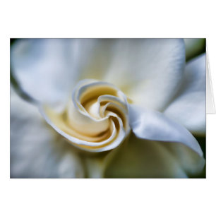 Illustration blanche de gardénia