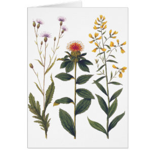 Illustration botanique antique Bertuch de fleurs