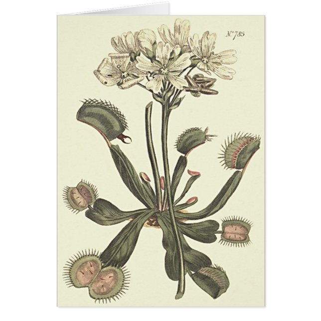 Illustration botanique de Vénus Flytrap (Devant)