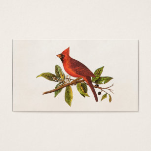 Illustration cardinale vintage d'oiseau de chanson
