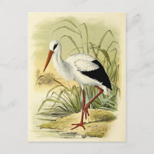 Illustration cigogne postkarte