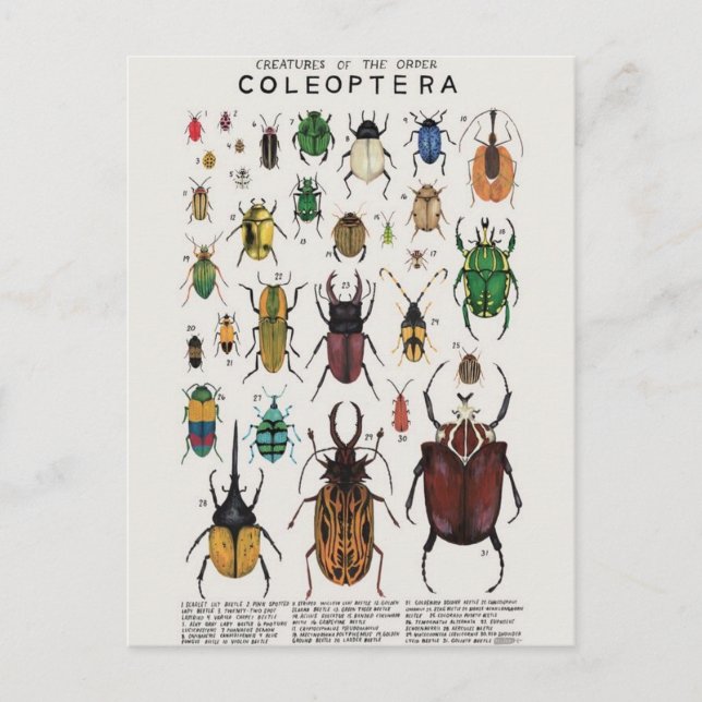 Illustration coléoptères postkarte (Vorderseite)