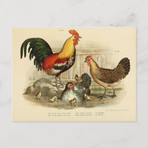 Illustration coq et poule postkarte