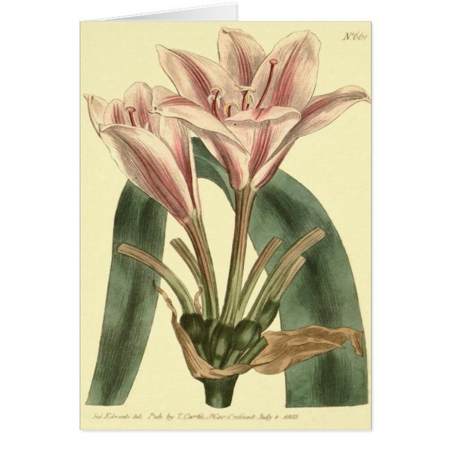 Illustration d'Amaryllis à longue feuille (Devant)