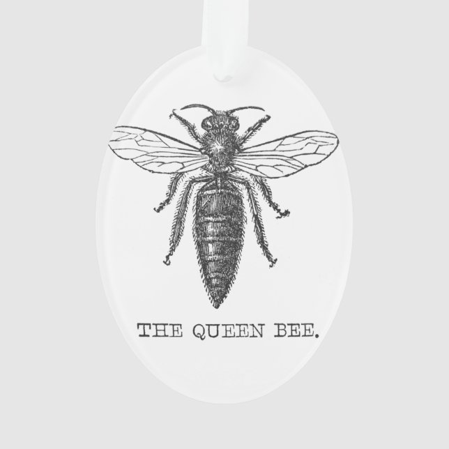Illustration d'antiquité de l'insecte de la reine  (dos)