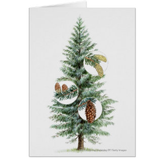 Illustration d'arbre conifére avec des cônes