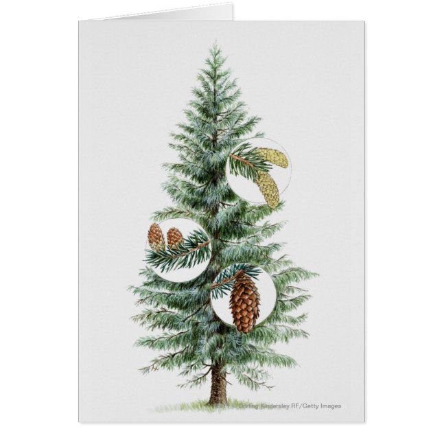 Illustration d'arbre conifére avec des cônes (Devant)