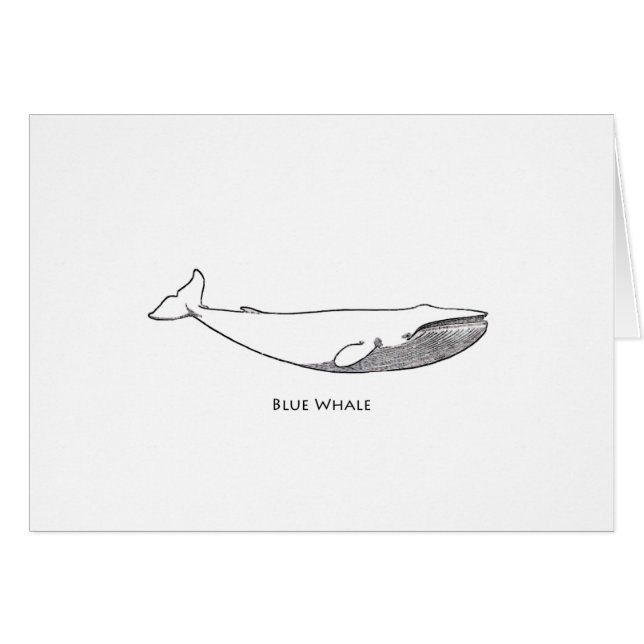 Illustration de baleine bleue (schéma) (Devant horizontal)