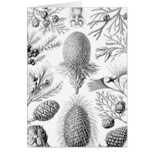 Illustration de conifère de Haeckel