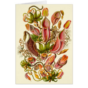 Illustration de la plante à piège de Haeckel pour