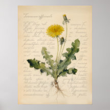 Illustration de poster botanique de pissenlit vint