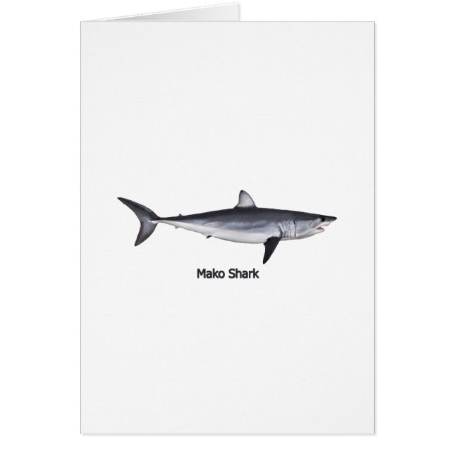 Illustration de requin de Mako de Shortfin (Devant)