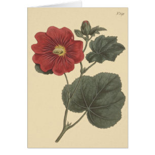 Illustration de rose trémière de Seringapatam