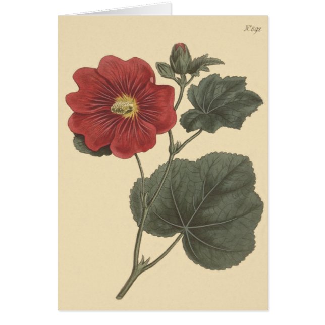 Illustration de rose trémière de Seringapatam (Devant)