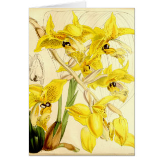 Illustration de wardii de Stanhopea