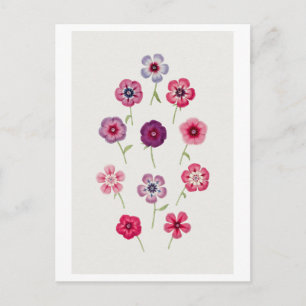 Illustration der alten Phlox Postkarte