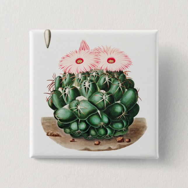 Illustration der Blüte des Elefantenzahnkaktus Button (Vorderseite)