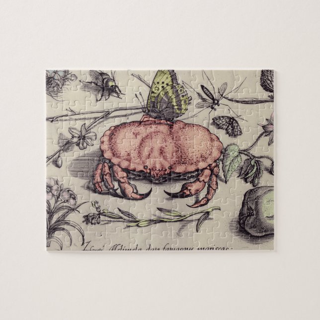 Illustration der botanischen Insekten-Blume (Horizontal)