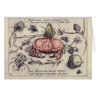 Illustration der botanischen Insekten-Blume