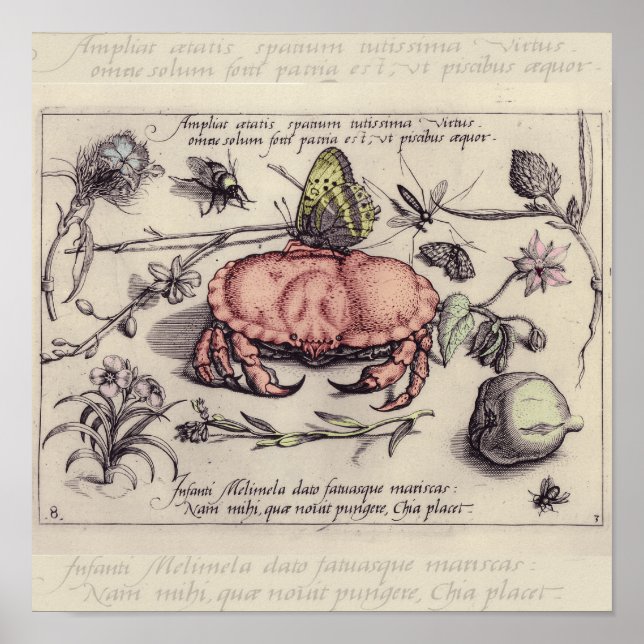 Illustration der botanischen Insekten-Blume Poster (Vorne)