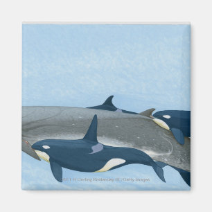 Illustration der Killerwale, die in einer Gruppe Magnet