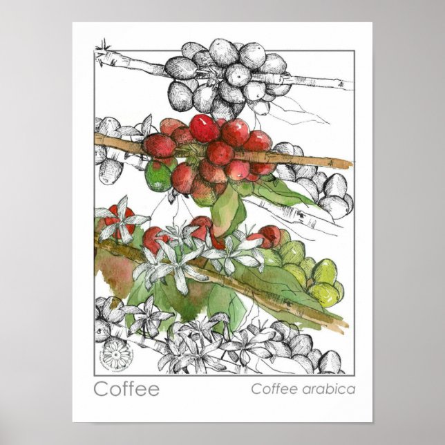 Illustration der Kräuterfabrik für Kaffeebohnen Poster (Vorne)