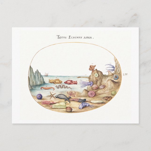 Illustration der Meereslebewesen Postkarte (Vorderseite)