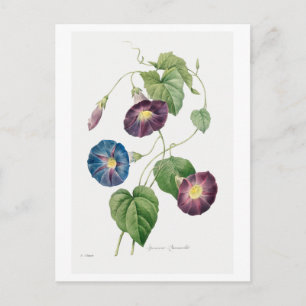 Illustration der Morgen Glory im Vintage-Stil Postkarte