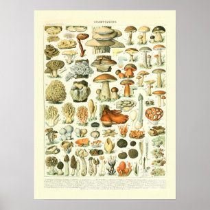 Illustration der Pilzwissenschaften - Adolphe-Mühl Poster