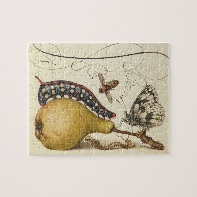 Illustration der Schmetterlingsbeere (Horizontal)