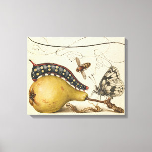 Illustration der Schmetterlingsbeere Leinwanddruck