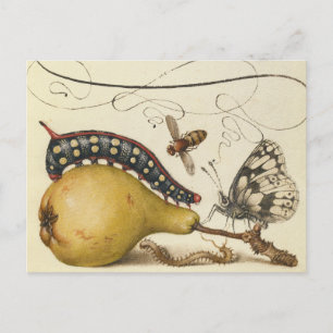 Illustration der Schmetterlingsbeere Postkarte