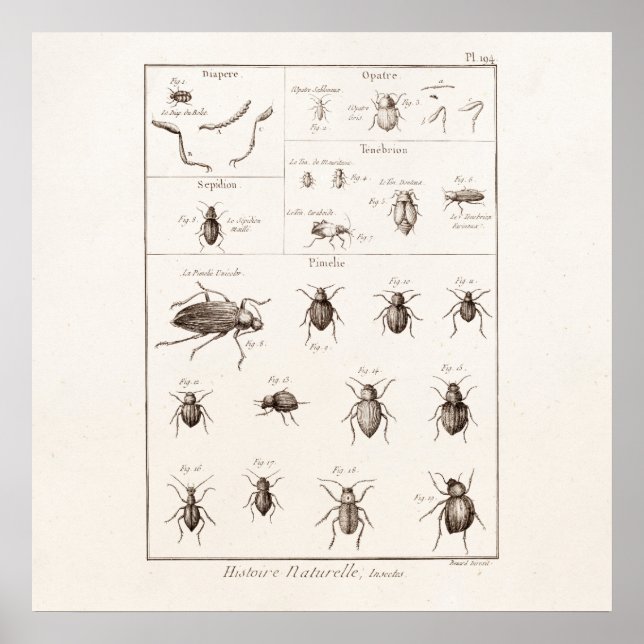 Illustration der Vintagen 1800er Insekten-Bug-Käfe Poster (Vorne)