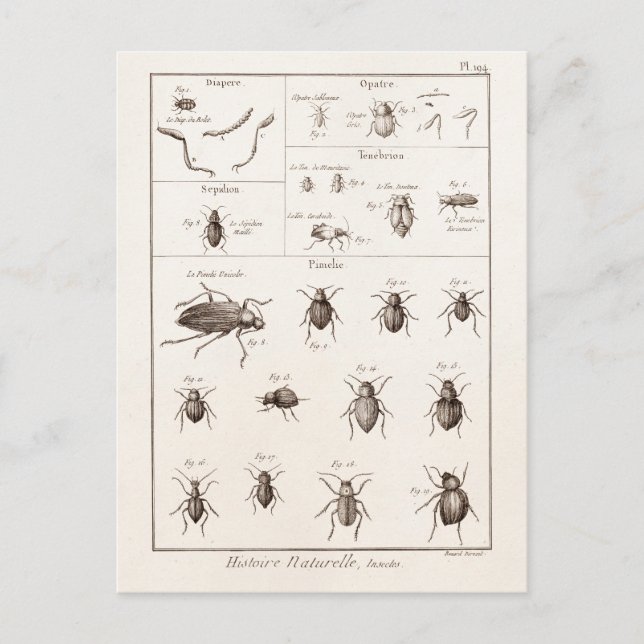 Illustration der Vintagen 1800er Insekten-Bug-Käfe Postkarte (Vorderseite)