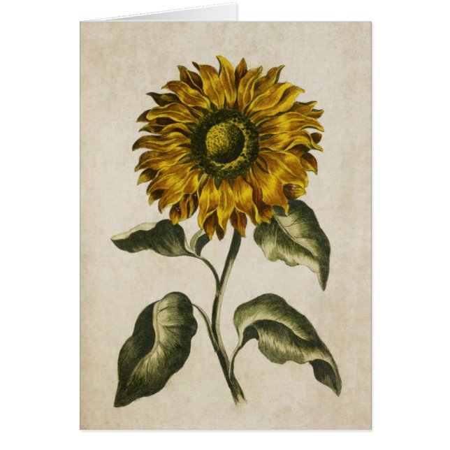 Illustration der Vintagen botanischen Sonnenblumen (Vorne)