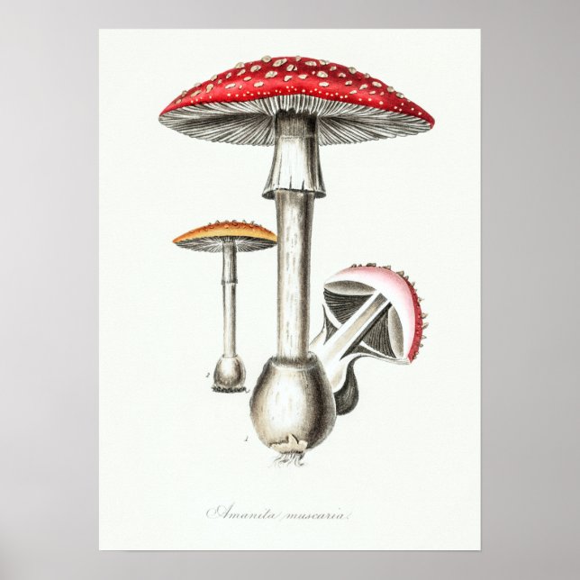 Illustration der Vintagen Magie Poster (Vorne)