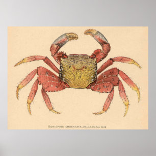 Illustration der Vintagen Mangroven-Wurzelkrebse ( Poster