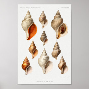 Illustration der Vintagen Muscheln Poster