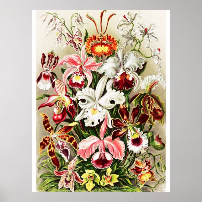 Illustration der Vintagen Orchideen Poster (Vorne)