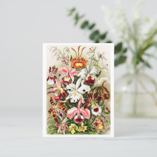 Illustration der Vintagen Orchideen Postkarte