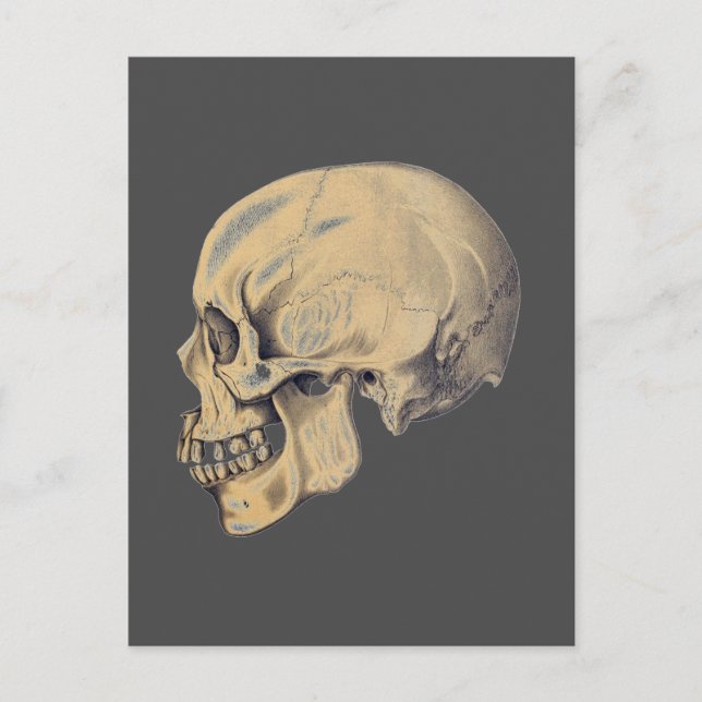 Illustration der Vintagen Schädelanatomie Postkarte (Vorderseite)