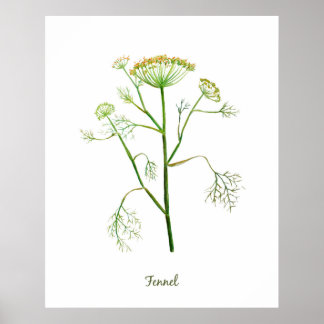 Illustration der Wasserfarbenkraut Poster