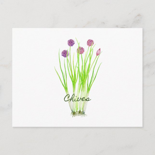 Illustration der Wasserfarbenkraut Postkarte (Vorderseite)