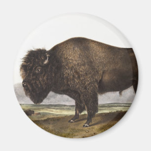 Illustration des amerikanischen Bison (Bos America Magnet
