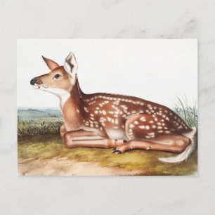 Illustration des amerikanischen Hirsches (Cervus V Postkarte