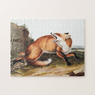 Illustration des Amerikanischen Rotfuchs (Vulpes F