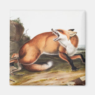 Illustration des Amerikanischen Rotfuchs (Vulpes F Magnet